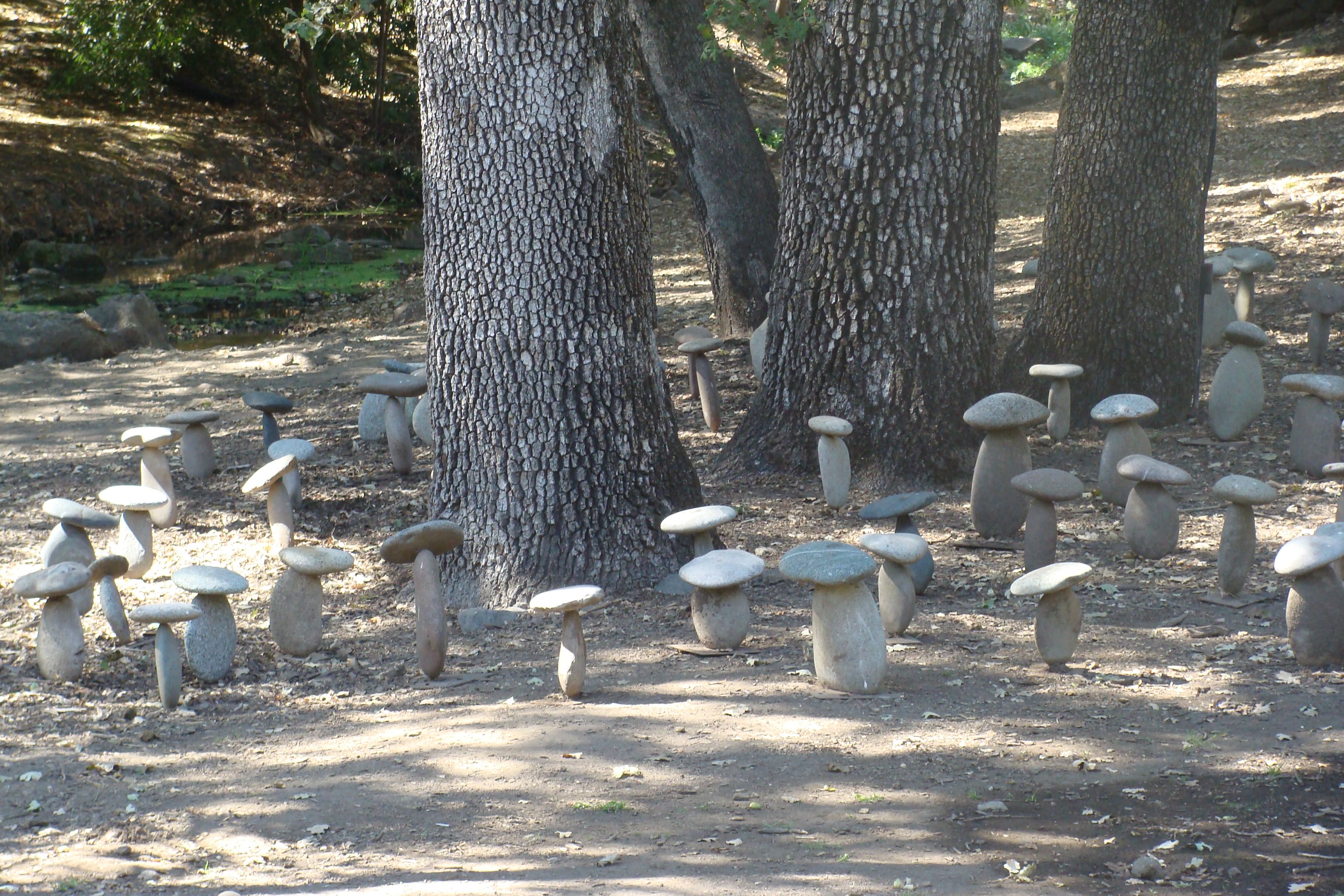 A "mushroom garden" at Domaine Chandon