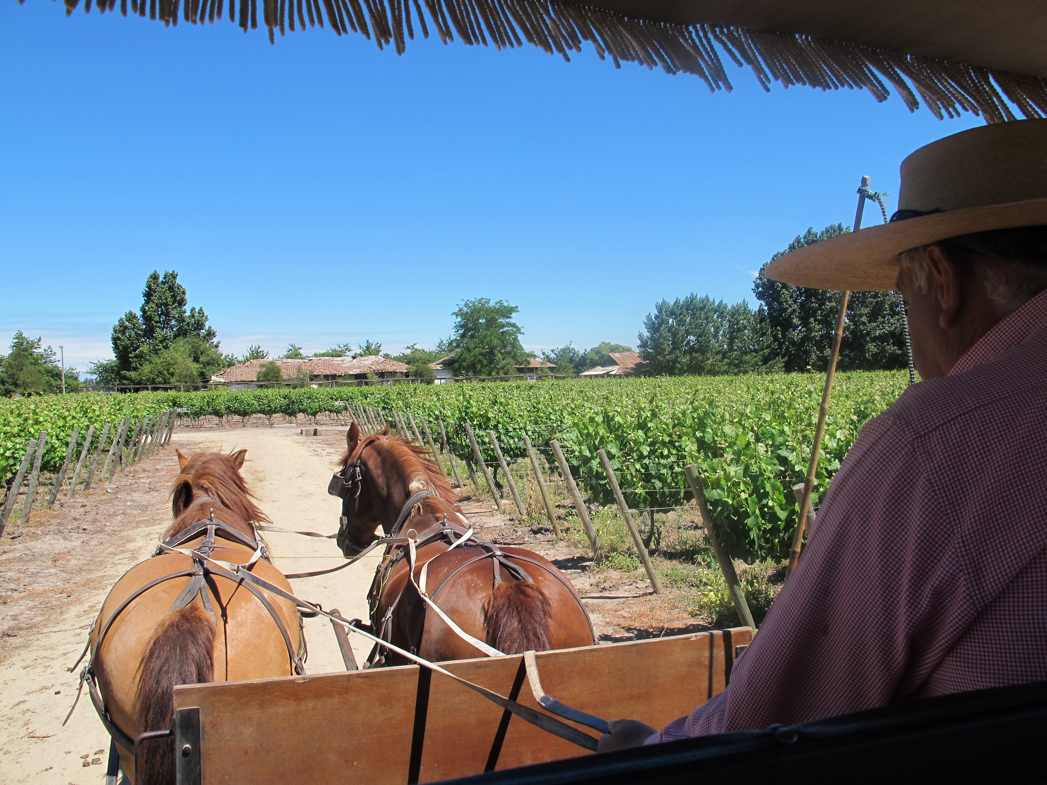 A ride in a carriage through the vineyards