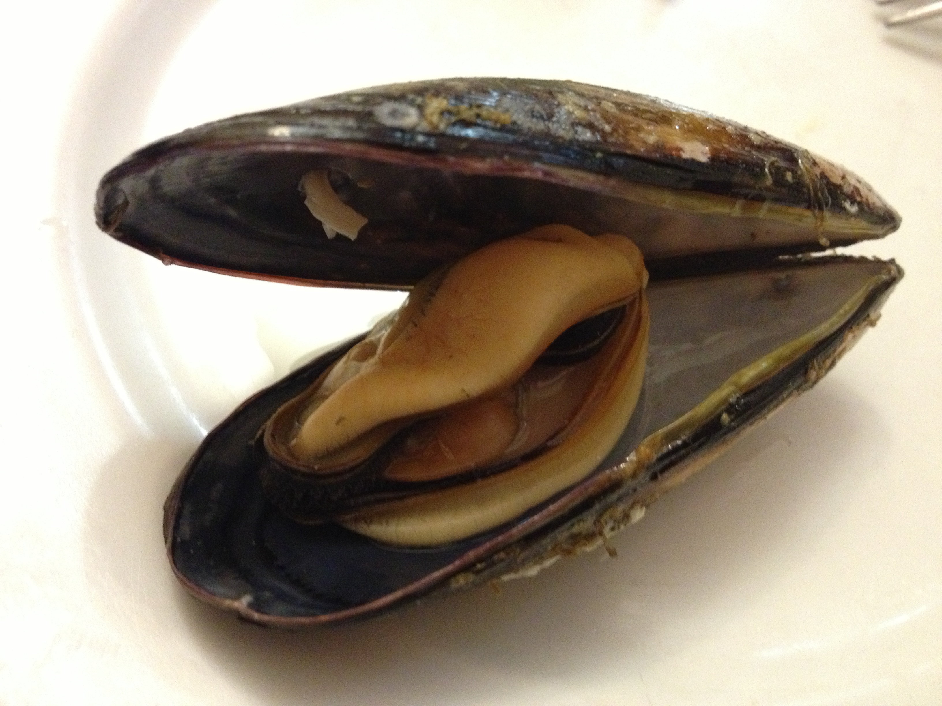 A giant mussel