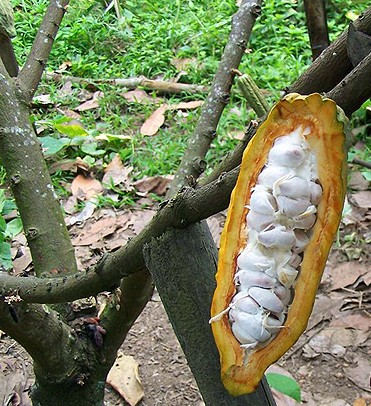 Cocoa plant in Ecuador