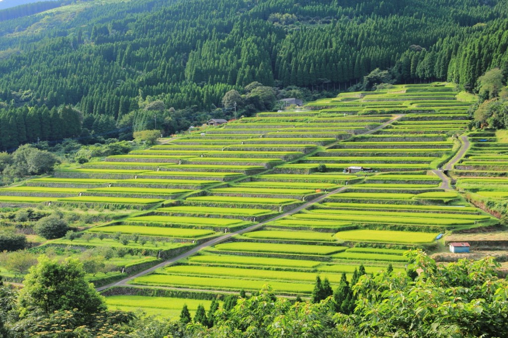 Rice gardens in Japan. Picture by Shota Shimizu