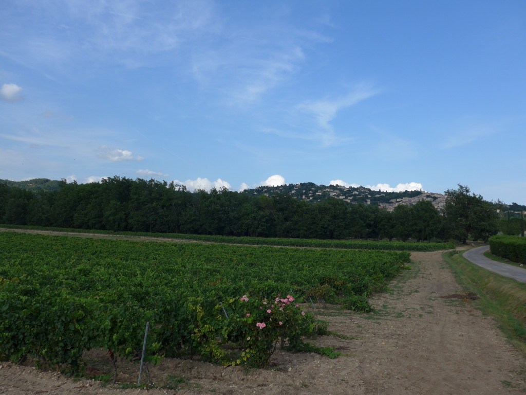 Vineyards of Domaine du Clos Notre Dame
