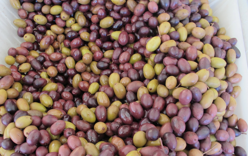 Niçoise olives