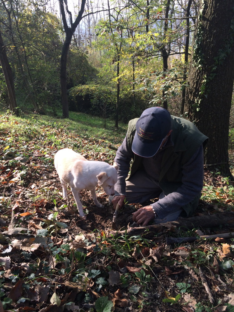 The dog and his master looking for truffle
