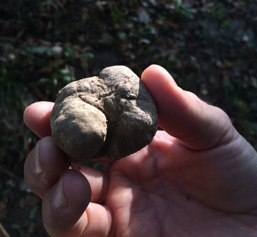 White truffle from La Morra