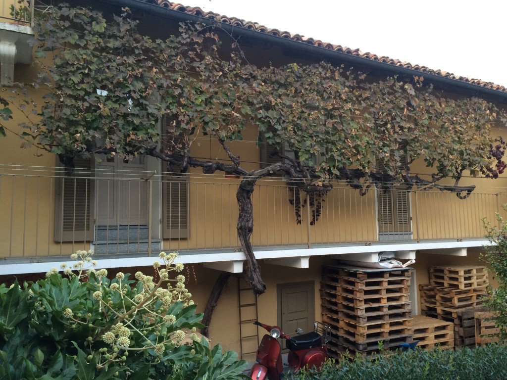 The "vine" house of Bartolo Mascarello winery 